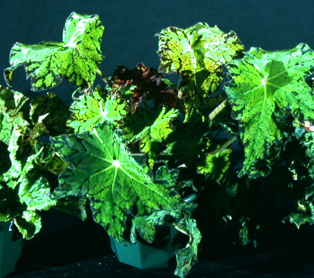 B. ‘Gecko’
